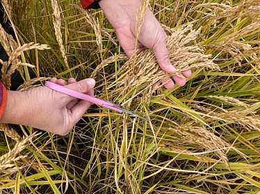 Уборку урожая риса в Краснодарском крае завершат до 20 октября