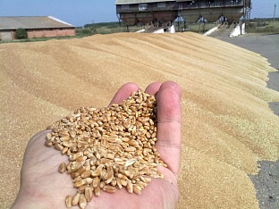 В Краснодарском крае в 2021 году собрали рекордные 12,4 млн. тонн зерна 